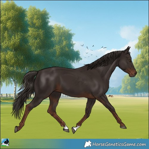Horse Color:Liver Chestnut 