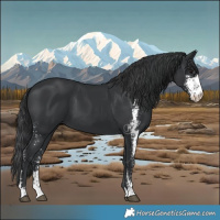 Horse Color:Black Sabino 