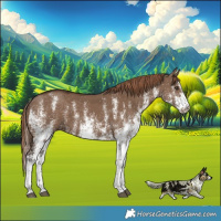 Horse Color:White Spotted Liver Red Dun 