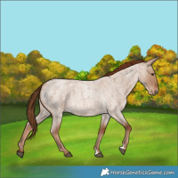 Horse Color:Red Dun Roan