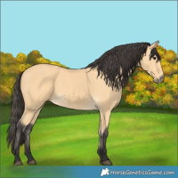 Horse Color:Buckskin 