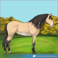 Horse Color:Buckskin Frame 