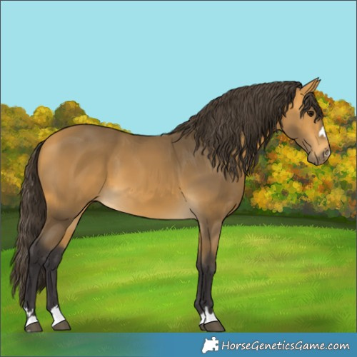 Horse Color:Buckskin 