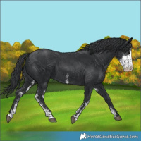 Horse Color:Black Sabino 