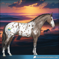 Horse Color:Liver Red Dun Appaloosa 