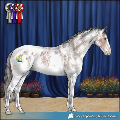 Horse Color:Liver Chestnut Sabino Appaloosa 