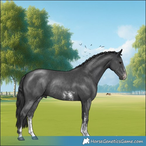 Horse Color:Black Sabino Rabicano 