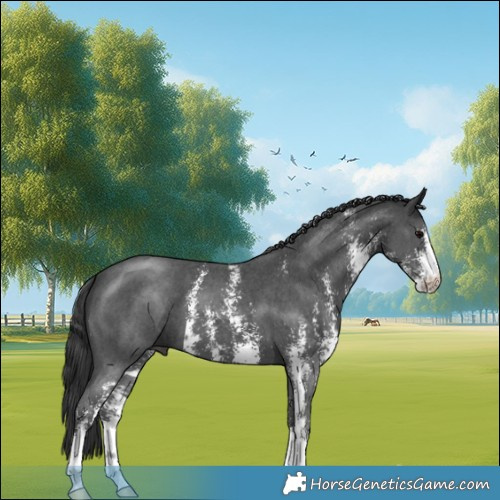 Horse Color:Black Sabino 