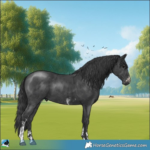 Horse Color:Black Sabino 