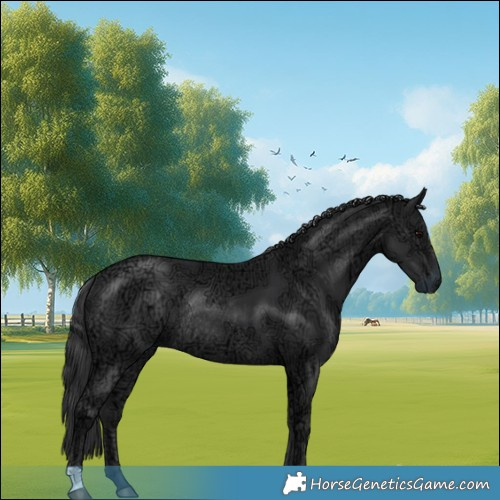 Horse Color:Black Ice Rabicano 