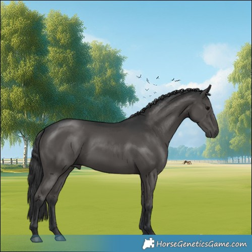 Horse Color:Black 