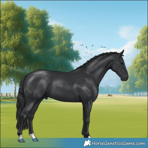 Horse Color:Black 