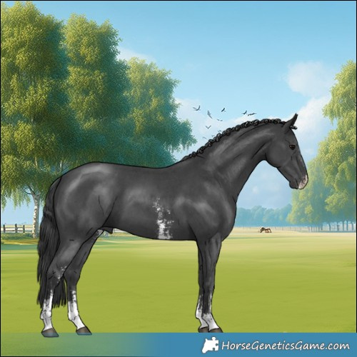Horse Color:Black Sabino 