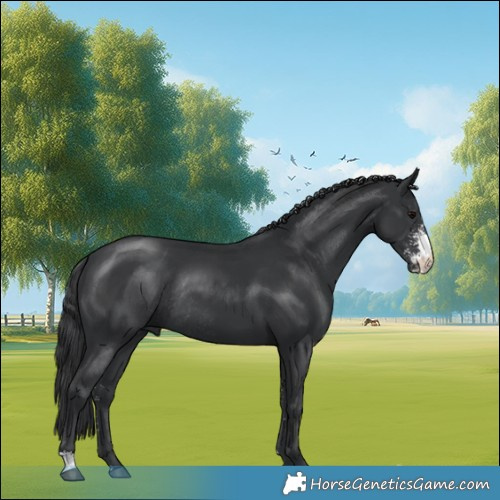 Horse Color:Black Sabino Rabicano 