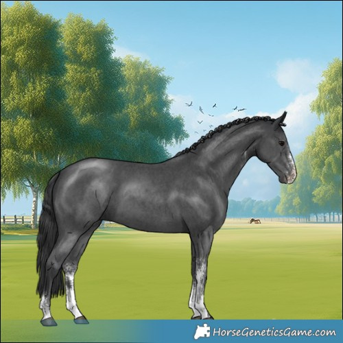 Horse Color:Black Sabino 