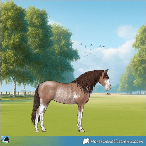 Horse Color:Classic Champagne Sabino Rabicano 