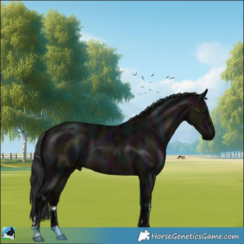 Horse Color:Midnight Brown Dun 