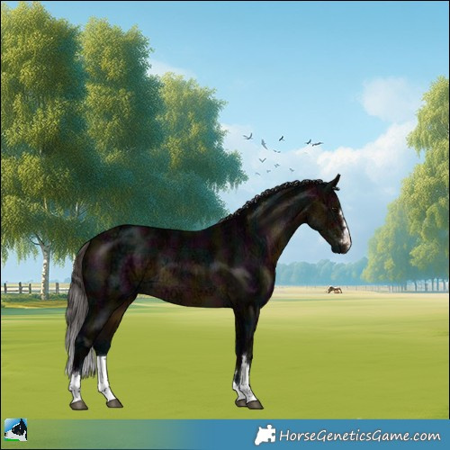 Horse Color:Midnight Buckskin Ice Rabicano 
