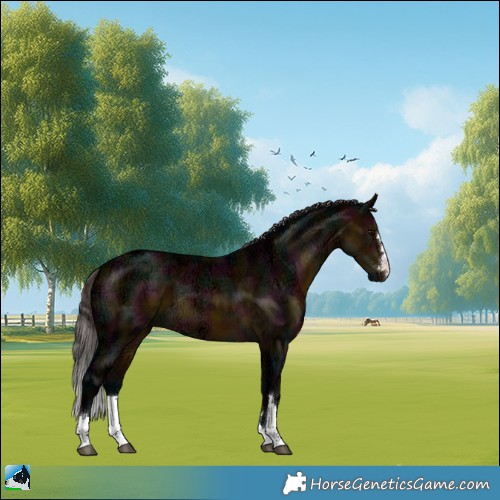 Horse Color:Midnight Buckskin Ice Rabicano