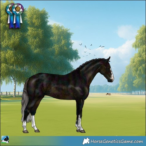 Horse Color:Midnight Buckskin Ice Rabicano 