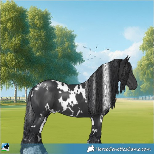 Horse Color:White Spotted Black 
