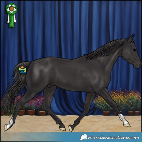 Horse Color:Smoky Black 