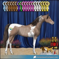 Horse Color:Classic Champagne Tobiano Rabicano 
