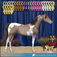 Horse Color:Classic Champagne Tobiano Rabicano 