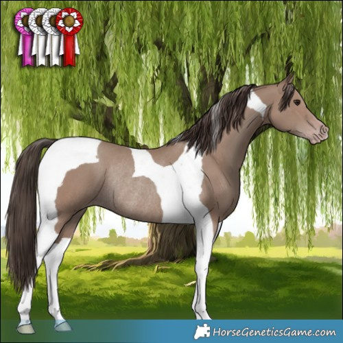 Horse Color:Classic Champagne Tobiano Rabicano 