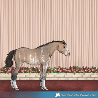 Horse Color:Bay Dun Sabino Rabicano 