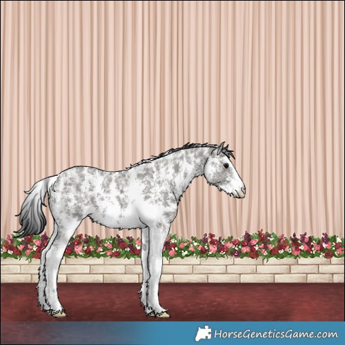 Horse Color:Grullo Ice Sabino 