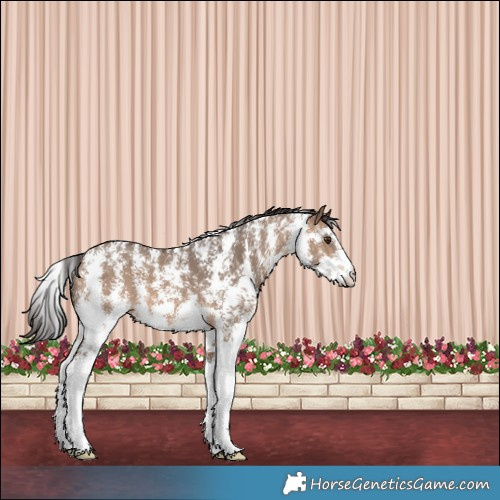 Horse Color:Brown Dun Sabino 