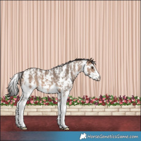 Horse Color:Brown Dun Sabino