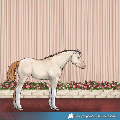 Horse Color:Gold Champagne Dun Tobiano Rabicano