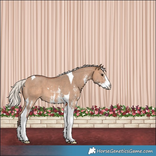Horse Color:Silver Brown Dun Sabino Tobiano 