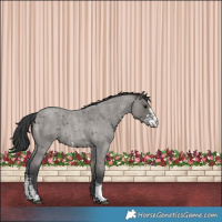 Horse Color:Grullo Roan Sabino Rabicano 