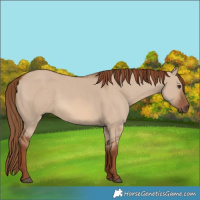 Horse Color:Red Dun 