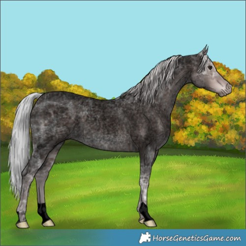 Horse Color:Void Platinum Silver Brown Ice Roan Rabicano