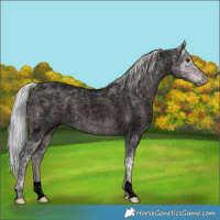 Horse Color:Void Platinum Silver Brown Ice Roan Rabicano 