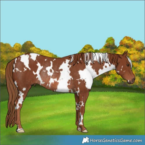 Horse Color:White Spotted Chestnut Rabicano 