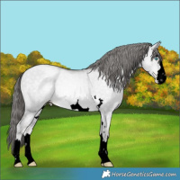 Horse Color:Void Platinum Buckskin Pearl Dun