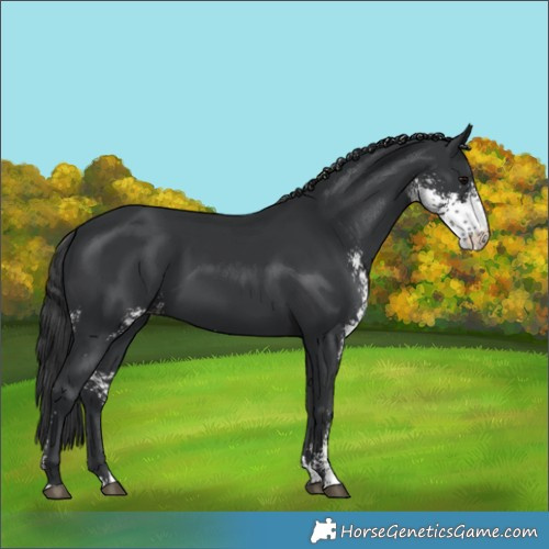 Horse Color:Black Sabino 