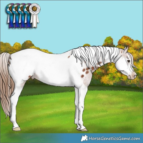 Horse Color:Chestnut Tobiano Frame Appaloosa Rabicano 
