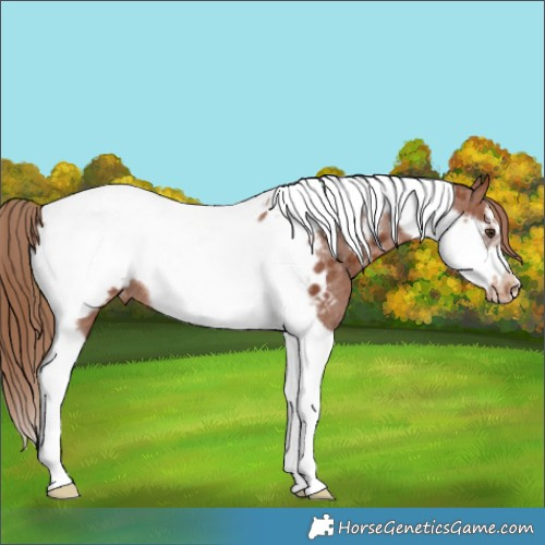 Horse Color:Chestnut Tobiano Frame Appaloosa Rabicano