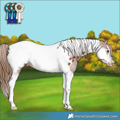Horse Color:Chestnut Tobiano Frame Appaloosa Rabicano 