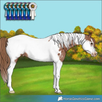 Horse Color:Chestnut Tobiano Frame Blanket Rabicano 