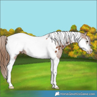 Horse Color:Chestnut Tobiano Frame Appaloosa Rabicano 