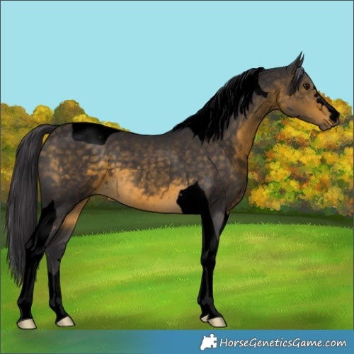 Horse Color:Void Buckskin Tobiano