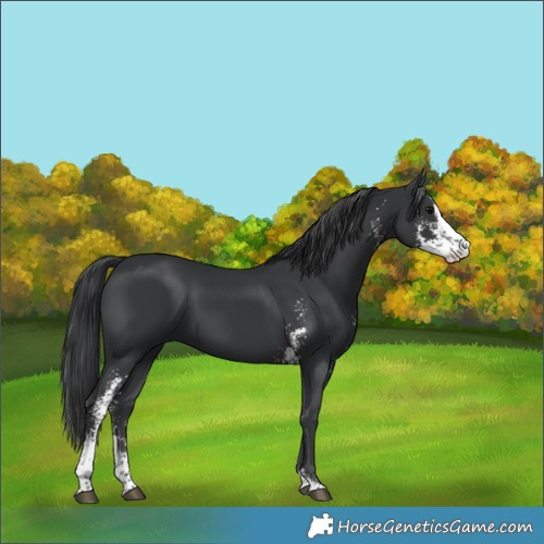 Horse Color:Black Sabino