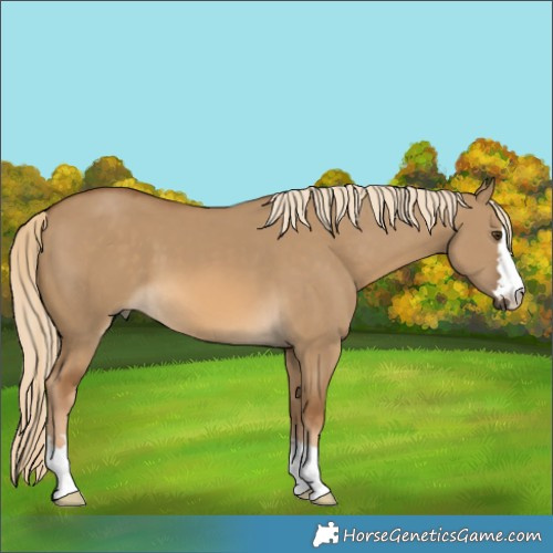 Horse Color:Chocolate Palomino Dun 
